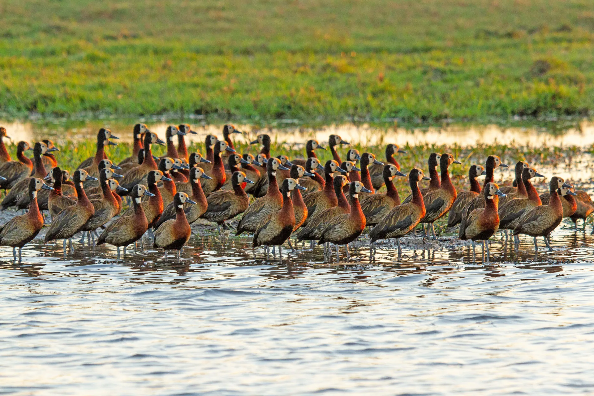 Wildlife Safaris