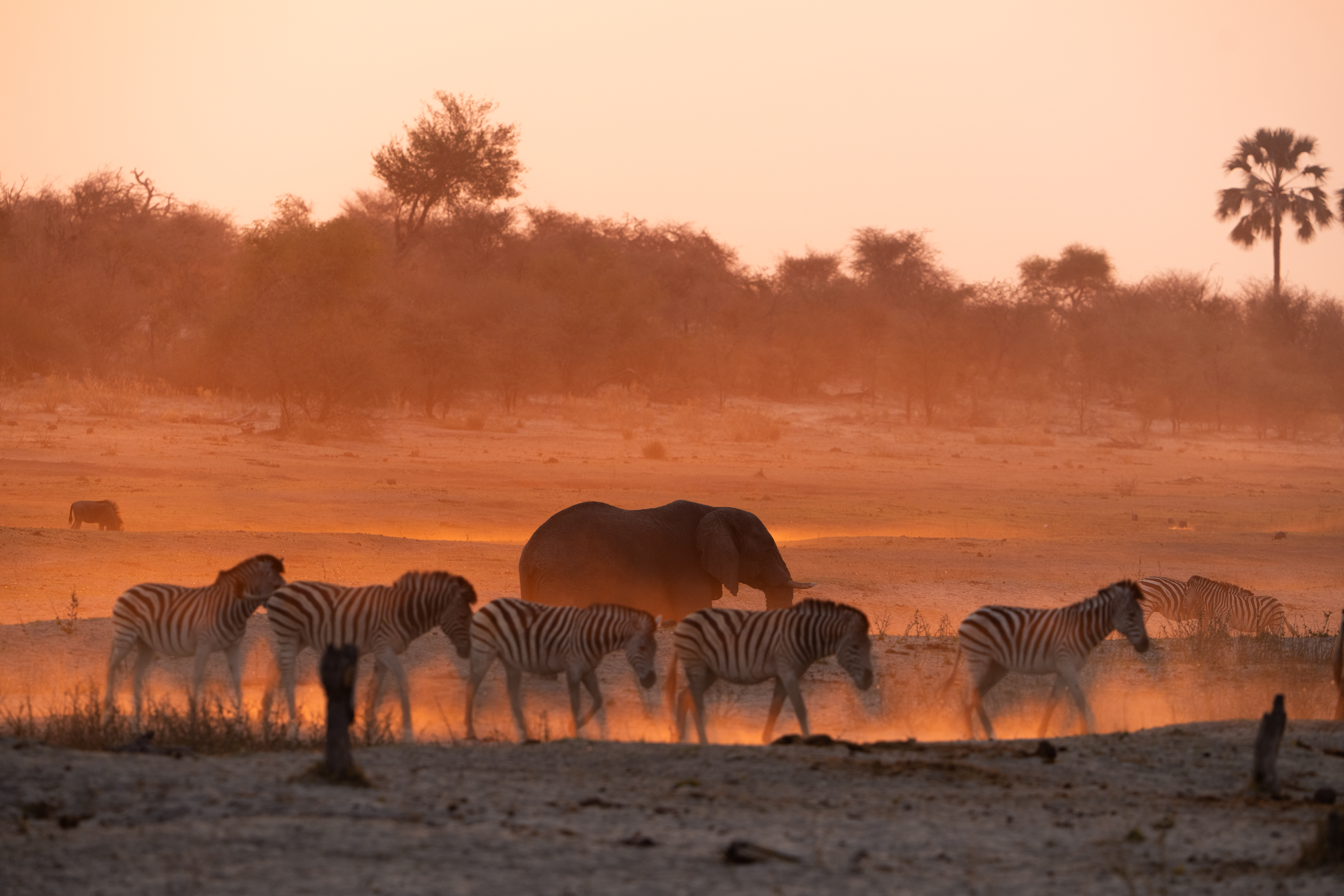 Wildlife Safaris