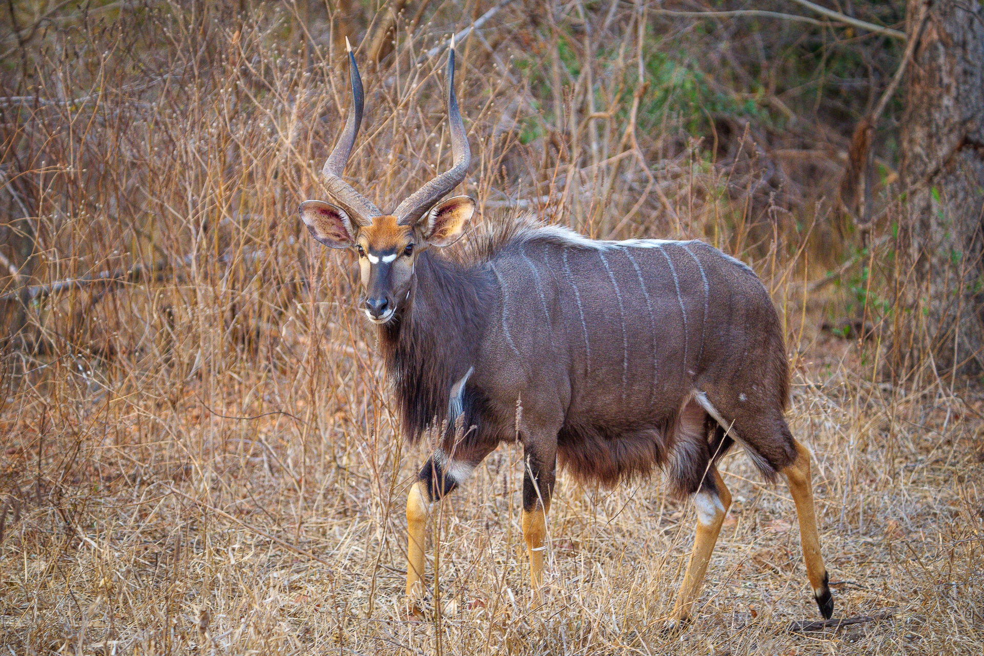 Wildlife Safaris