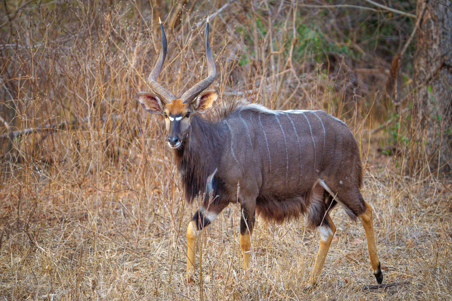 Wildlife Safaris