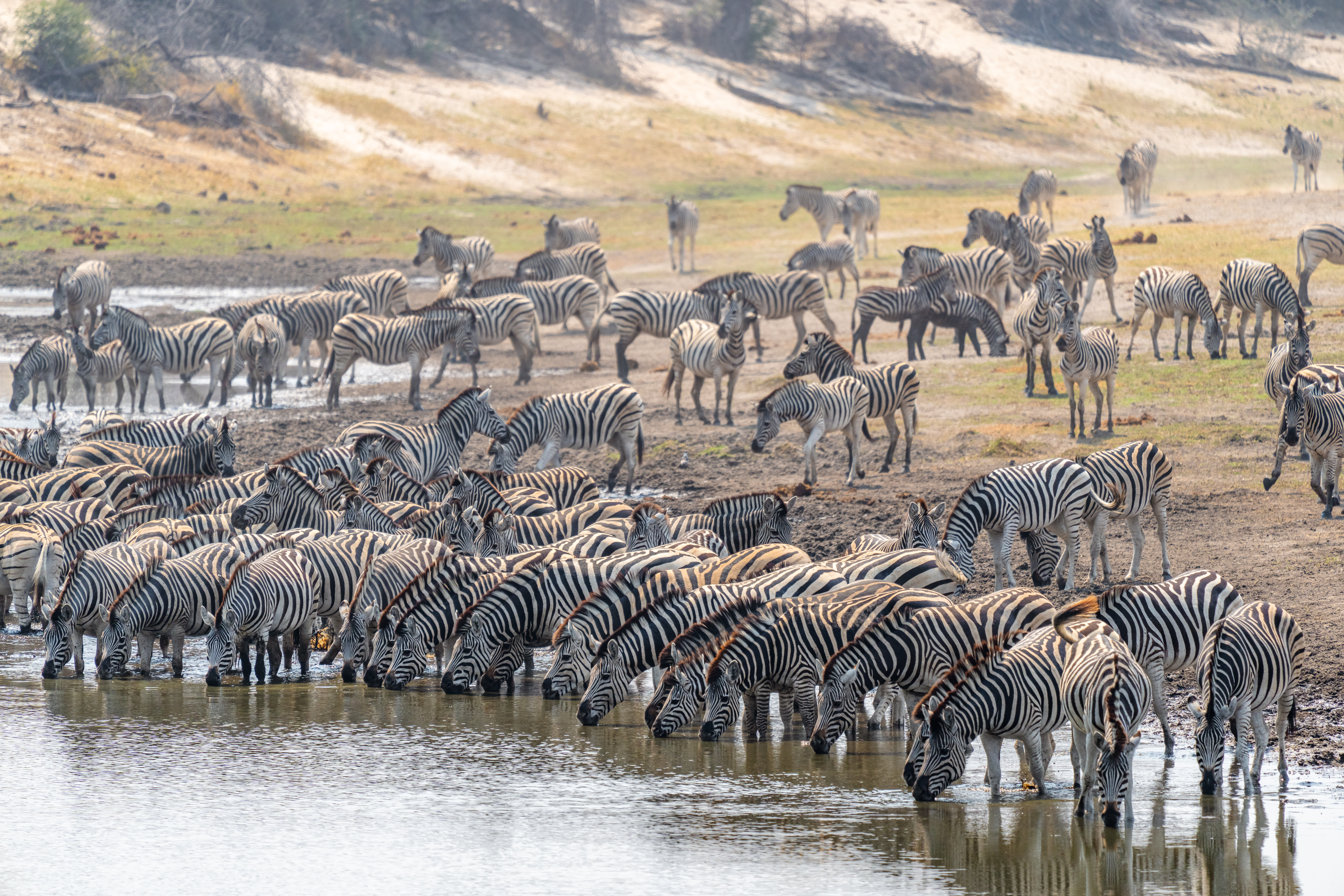 Wildlife Safaris