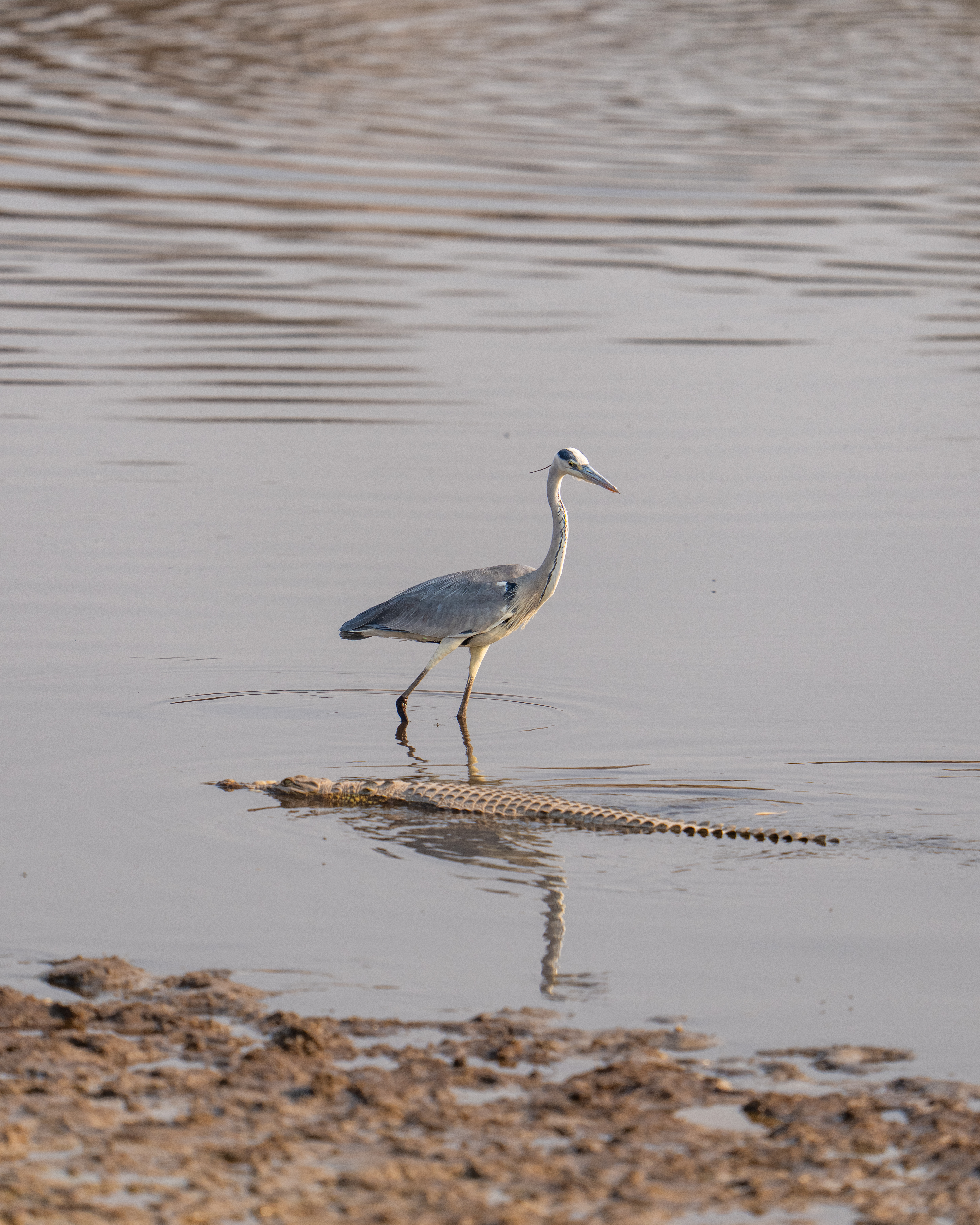 Wildlife Safaris